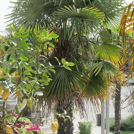 Le Palme